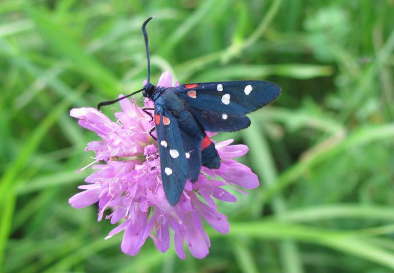 Zygaena filipendulae ed ephialtes